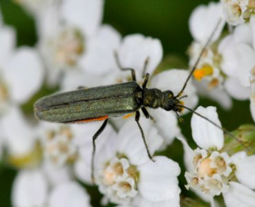 Oedemera-virescens-03-fws photo