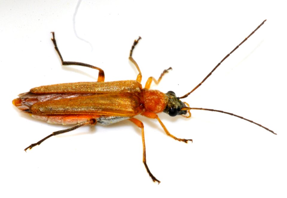 Oedemera-podagrariae-12-fws