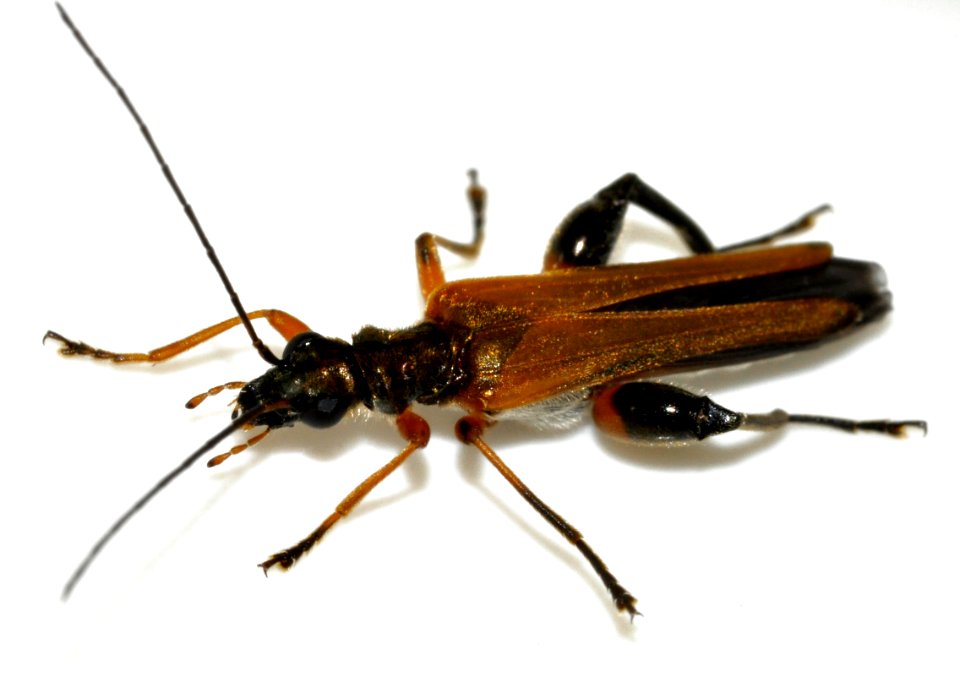 Oedemera-podagrariae-06-fws