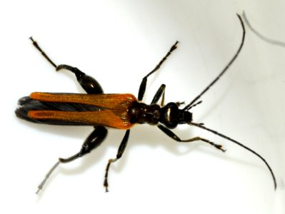 Oedemera-podagrariae-05-fws