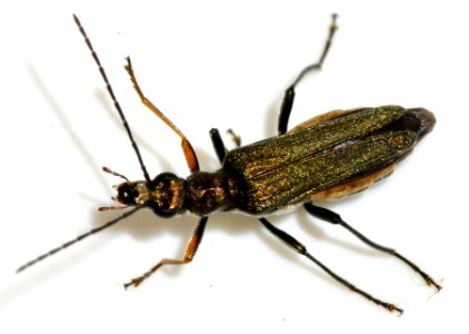 Oedemera-flavipes-12-fws