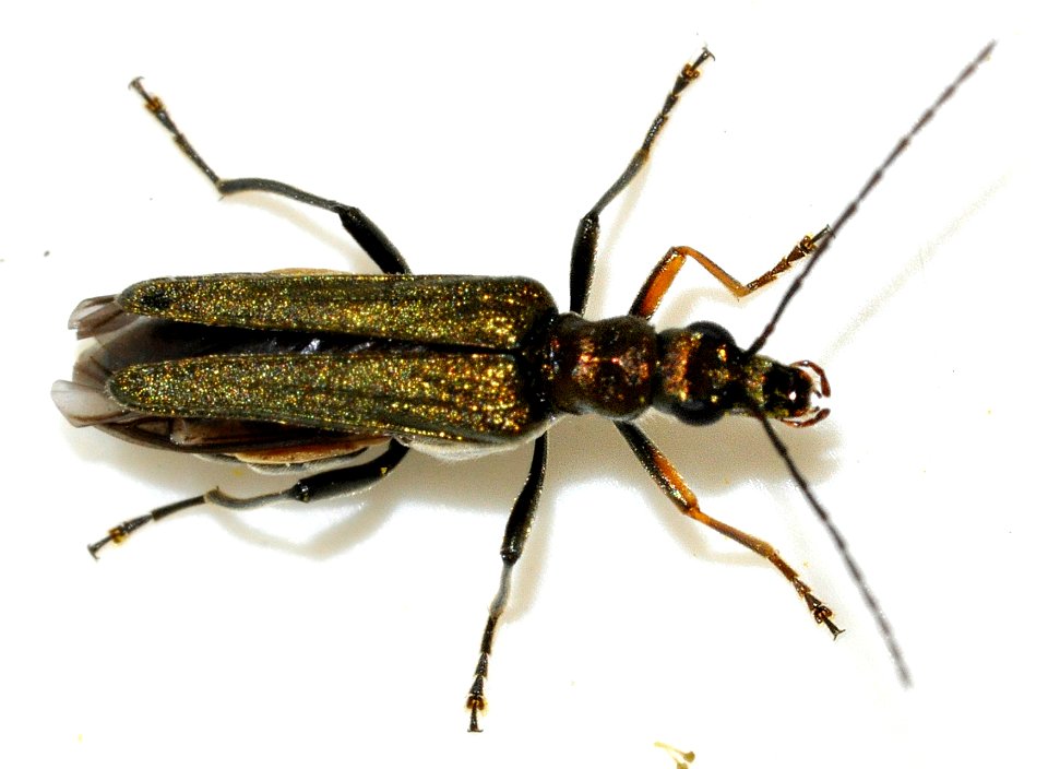 Oedemera-flavipes-10-fws