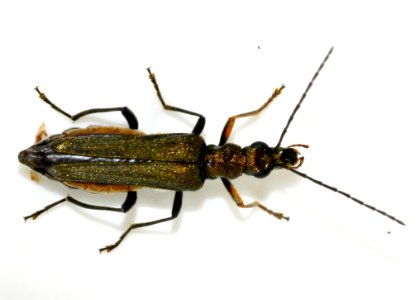 Oedemera-flavipes-09-fws