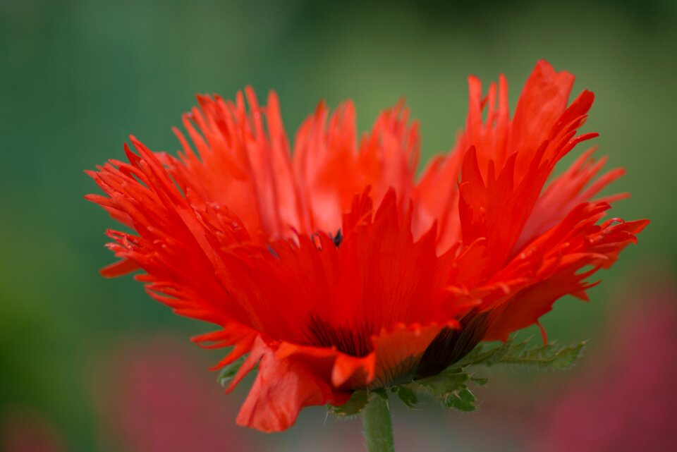 Close up red bright
