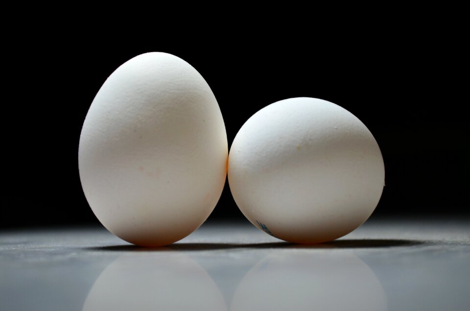 White of chickens focus