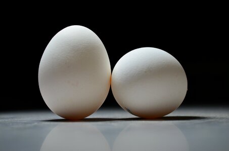 White of chickens focus