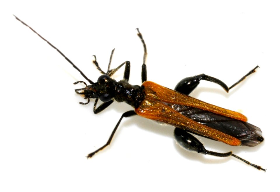 Oedemera-femorata-10-fws