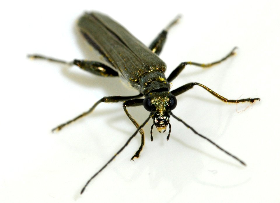Oedemera-virescens-13-fws