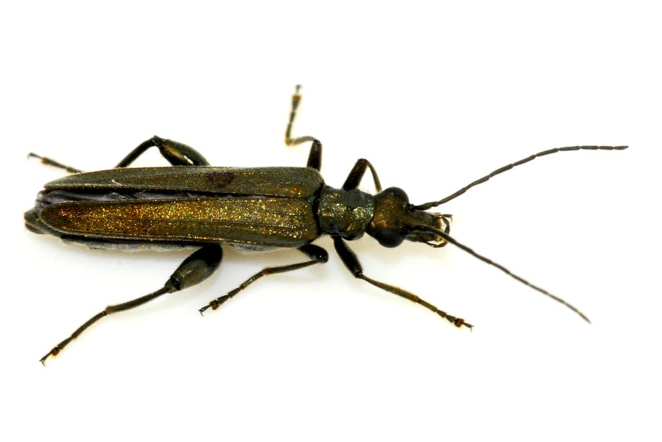 Oedemera-virescens-08-fws