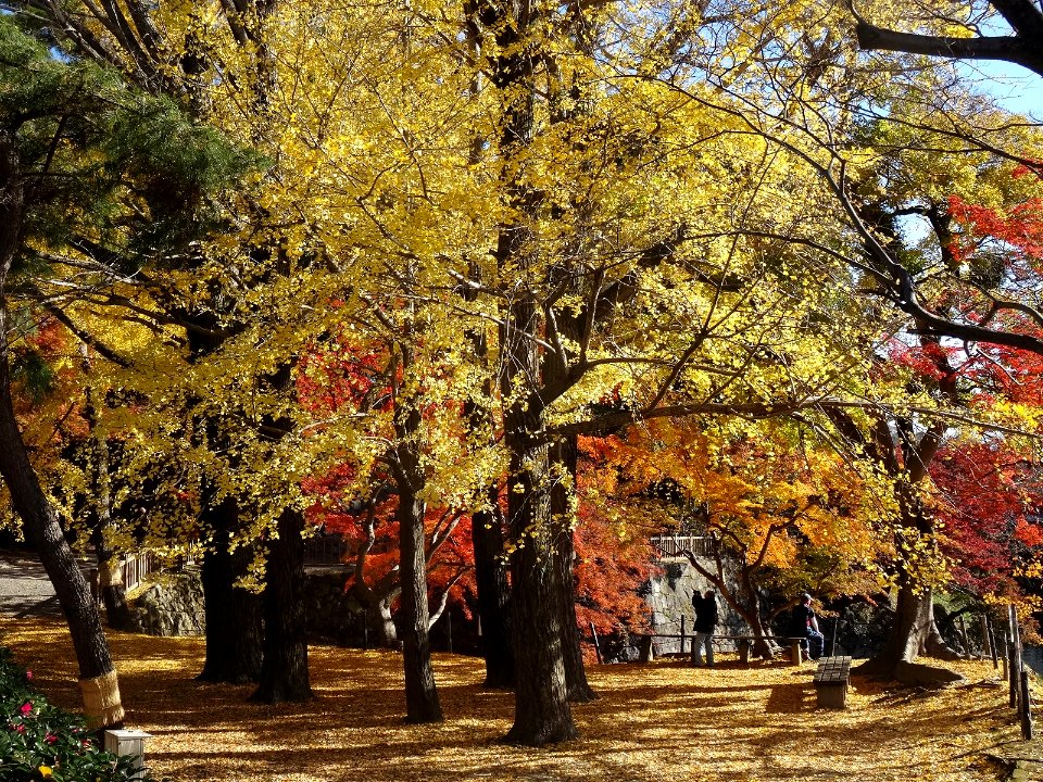 Okazaki-Park-Ginkgo-1