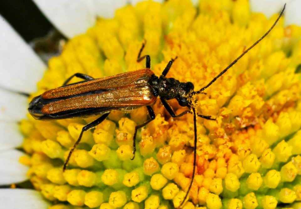 Oedemera-femorata-08-fws