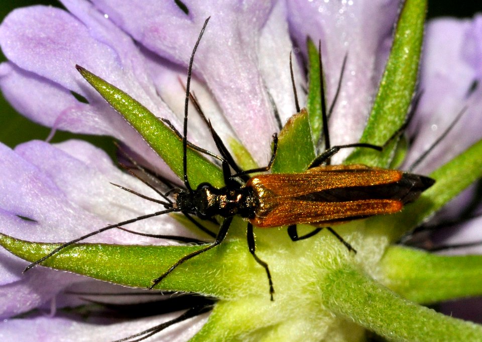 Oedemera-femorata-01-fws
