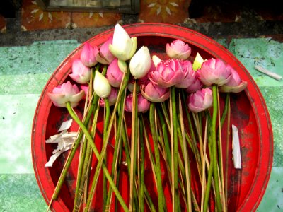 Offrande de fleurs dans un temple