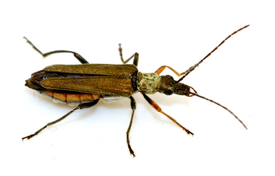 Oedemera-flavipes-02-fws