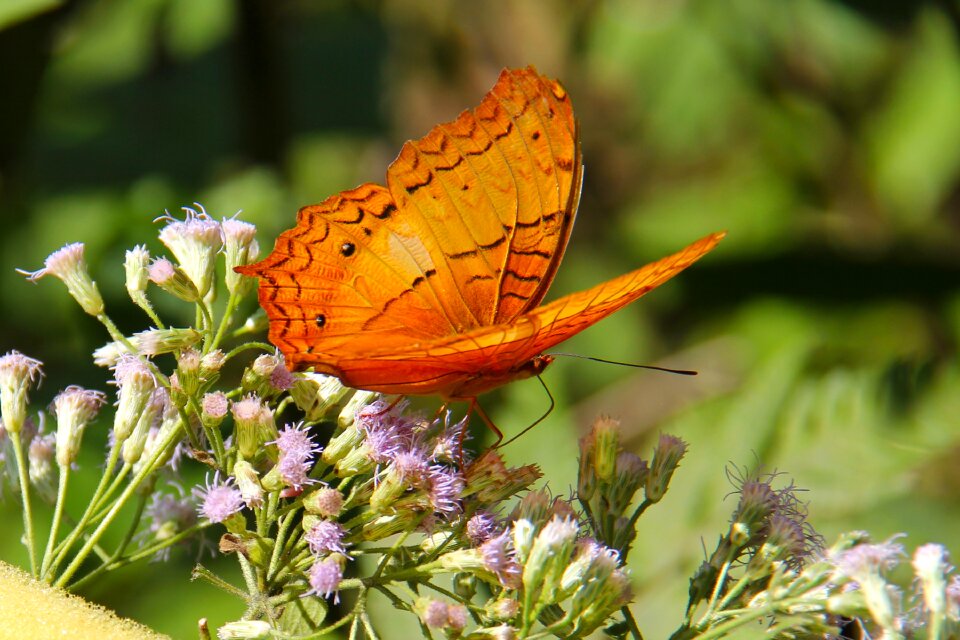 Butterfly colorful butterfly park