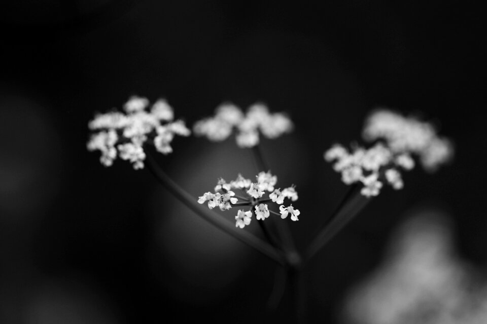 Spring flowers white nature