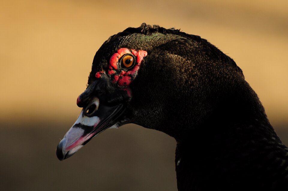 Nature fauna birds