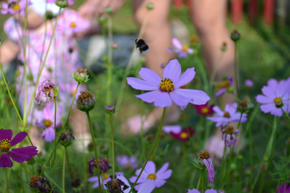 Bumblebee child flowers