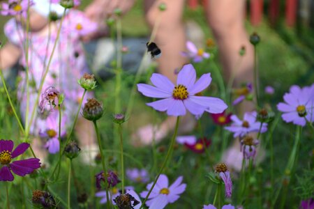 Bumblebee child flowers