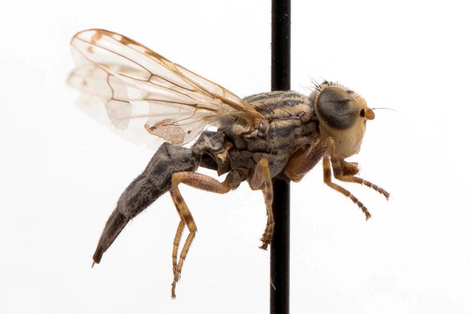 Oedopa capito, side