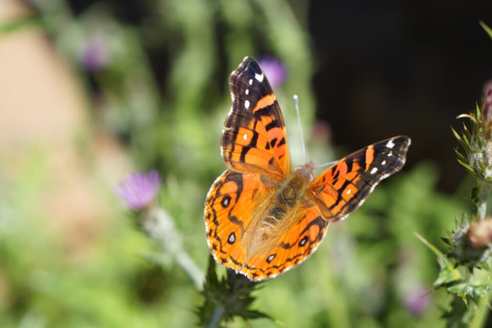 Insect garden posing