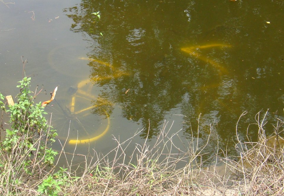 Ofo bikes in a lake
