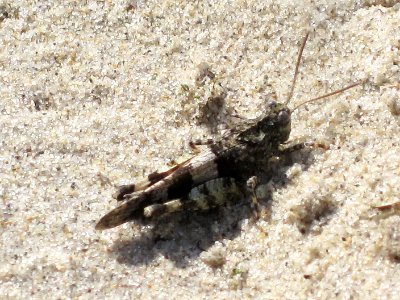 Oedipoda caerulescens (Blue-winged grasshopper), Westenschouwen, the Netherlands