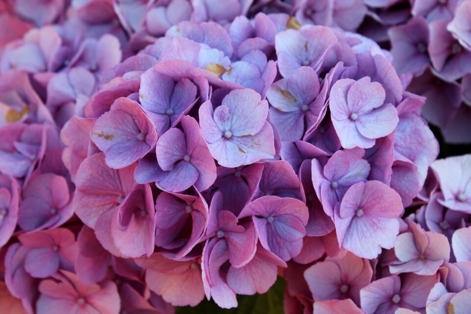 Garden nature purple