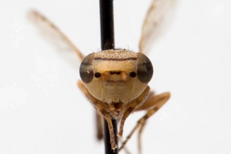 Oedopa capito, frontal