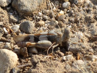 Oedipoda miniata (Red-winged Grasshopper), Skala Kalloni, Lesbos, Greece
