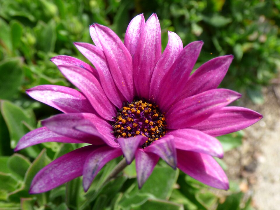 Petals beauty detail