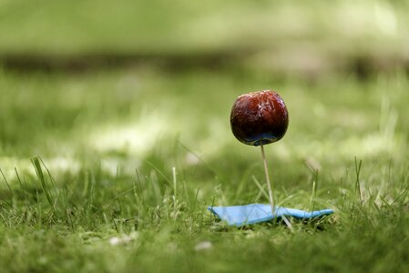 Fruit grass macro