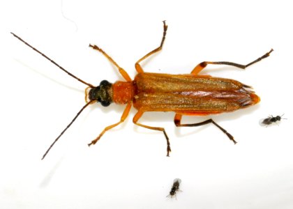 Oedemera-podagrariae-13-fws