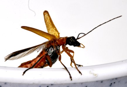 Oedemera-podagrariae-15-fws