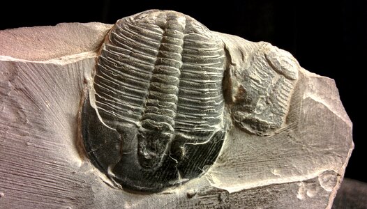 Trilobites collectibles natural sciences