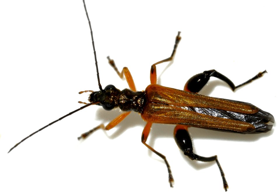 Oedemera-podagrariae-07-fws