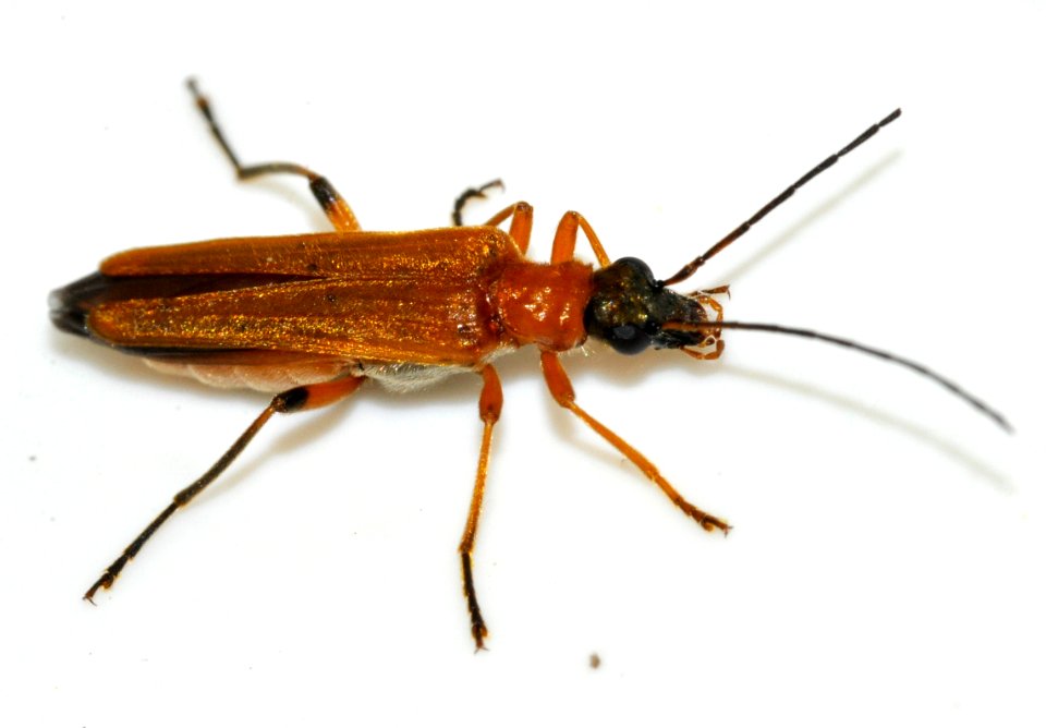 Oedemera-podagrariae-11-fws