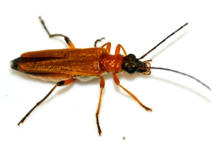 Oedemera-podagrariae-11-fws