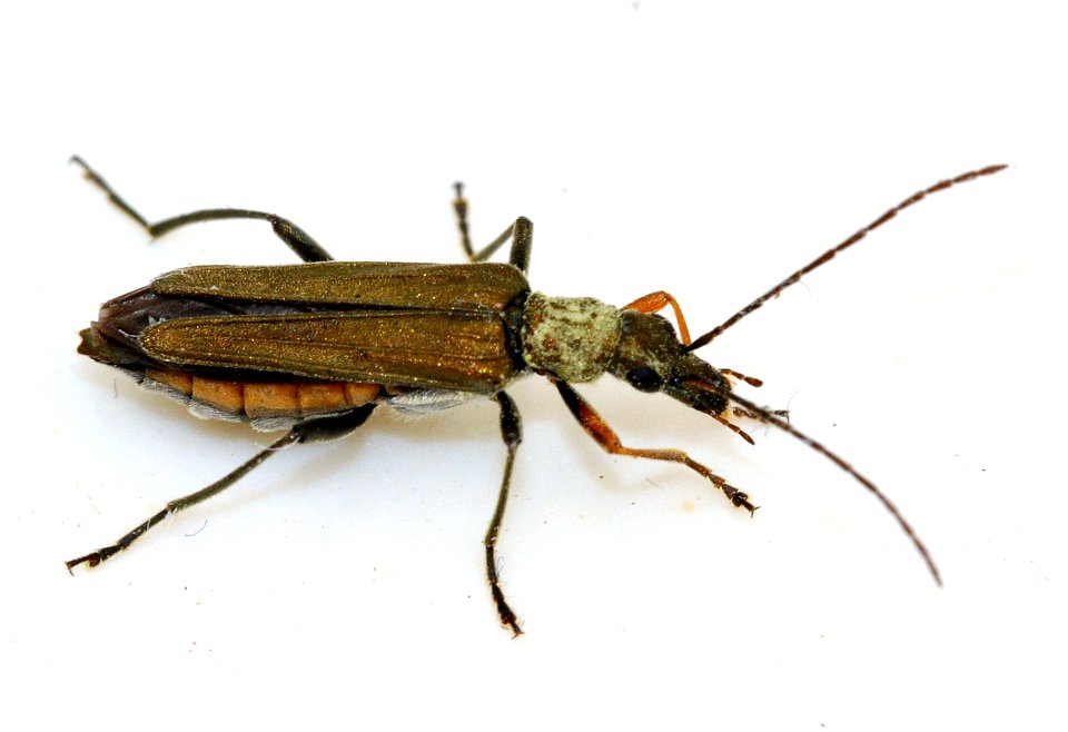 Oedemera-flavipes-03-fws