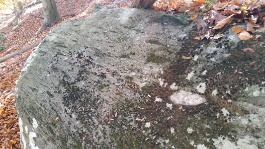 Oella Formation outcrop