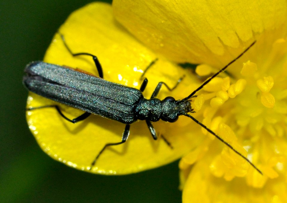 Oedemera-lurida-01-fws photo