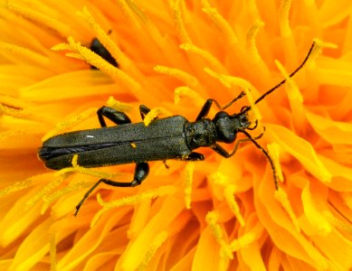 Oedemera-virescens-02-fws