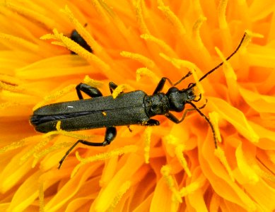 Oedemera-virescens-02-fws photo