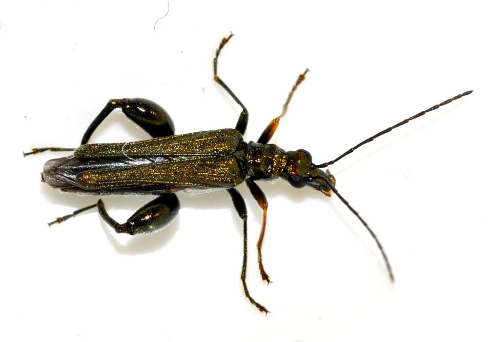 Oedemera-flavipes-05-fws