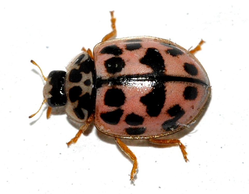 Oenopia-conglobata-01-fws