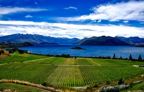 Lake wanaka vines grapes