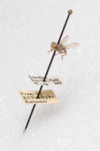 Oedopa capito, labels