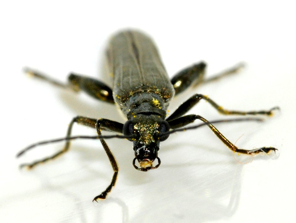 Oedemera-virescens-14-fws