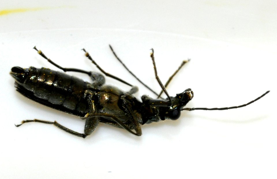 Oedemera-virescens-09-fws