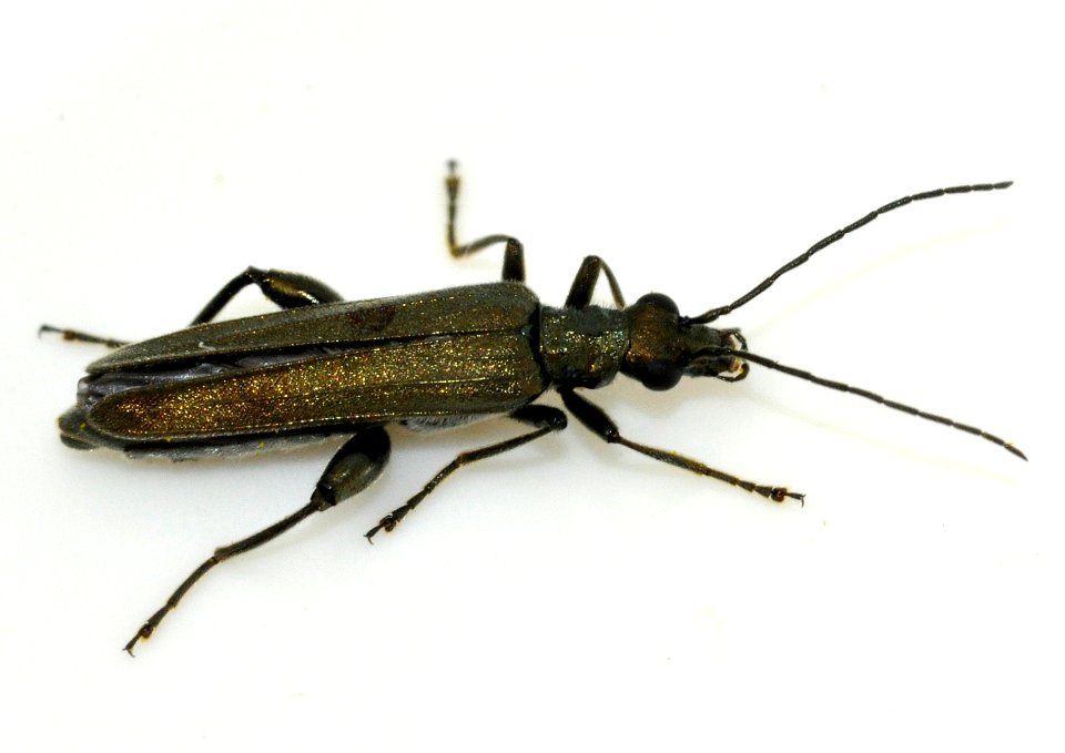 Oedemera-virescens-07-fws